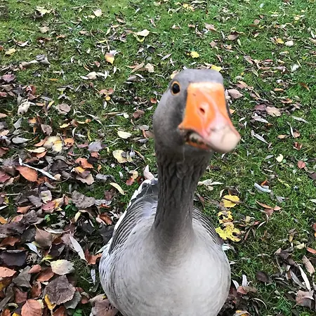 Tante Jannis Sommerpension 博恩瑟